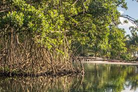 República Dominicana lanza programa de protección de playas y manglares
